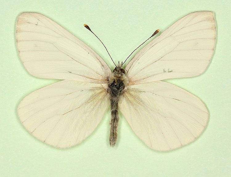 Pieris napi male (aberrant form obsoleta 2) (Internet Image property of respective owner, non-commercial use only)
